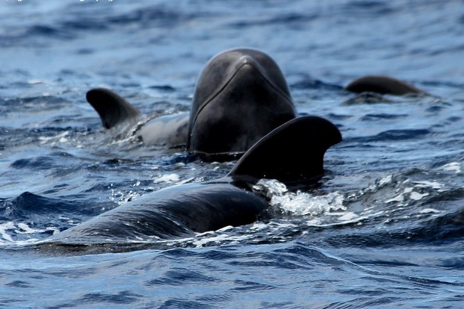 No chase Whale & Dolphin tour putting Marine Life first - we care - A no-chase cruise with a clear purpose