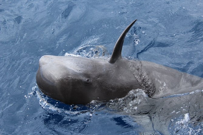 No chase Whale & Dolphin tour putting Marine Life first - we care - Watching pilot whales without a chase