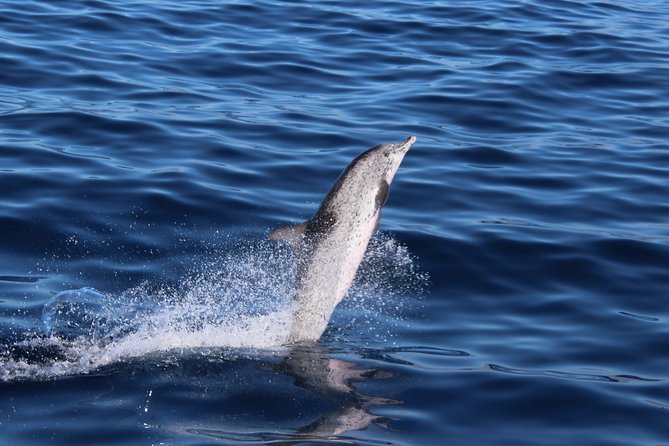 No chase Whale & Dolphin tour putting Marine Life first - we care - Commentary that helps you understand the sea