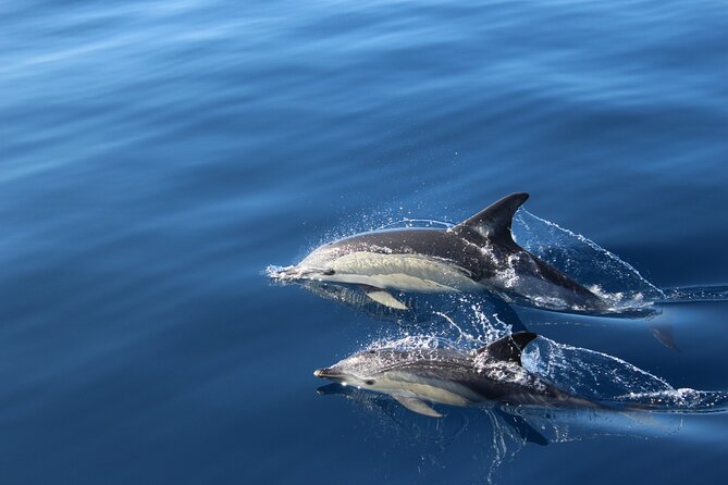 No chase Whale & Dolphin tour putting Marine Life first - we care - Boarding the 23-meter Bahriyeli in Los Cristianos