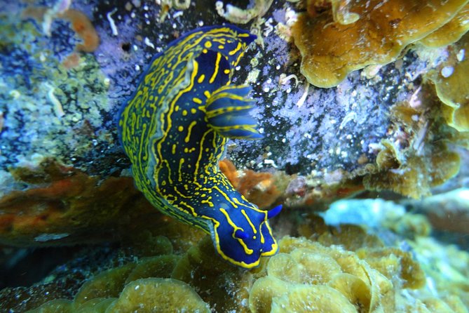 PADI Open Water Course in Costa Adeje - Four boat trips to Tenerife’s marine sites