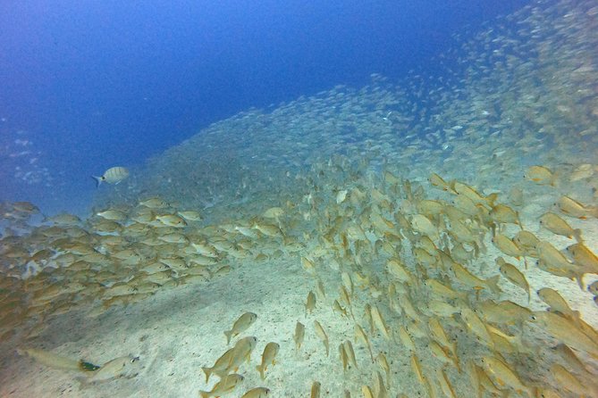 PADI Open Water Course in Costa Adeje - Pickup and transport around Costa Adeje