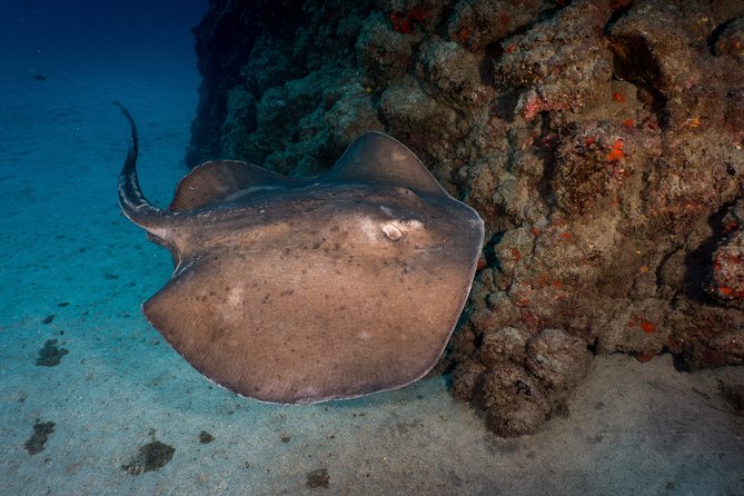 PADI Open Water course in Playa de las Americas - Playa de las Americas Meeting Details