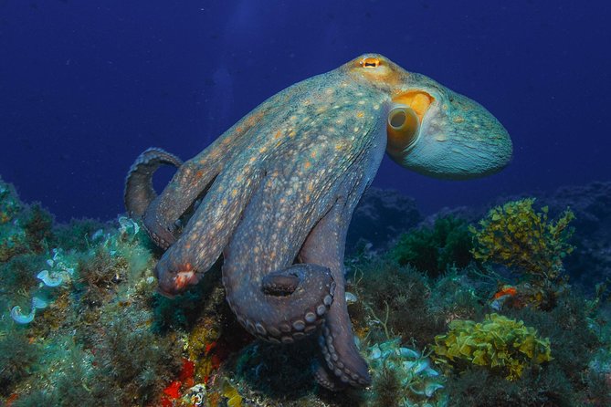 PADI Open Water Diver Course (OWD) - 2.5 days - Key points to know before booking