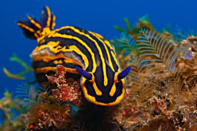 PADI Open Water Diver Course (OWD) - 2.5 days - Equipment, group size, and daily comfort
