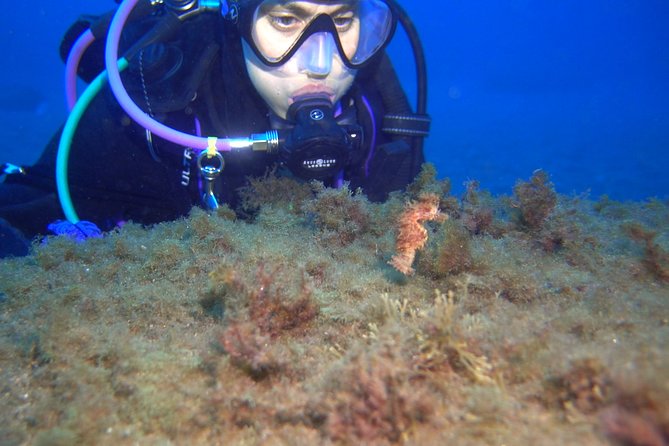 PADI Open Water Diver Course (OWD) - 2.5 days - Who should book this course?