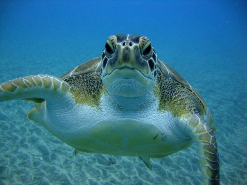 PADI Open Water Diving Course Tenerife - Key points to know before booking