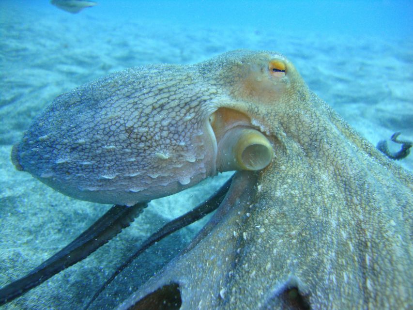 PADI Open Water Diving Course Tenerife - Bay practice before the boat sessions