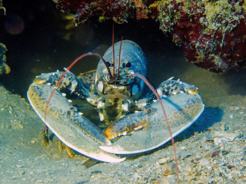 PADI Open Water Diving Course Tenerife - Four boat sessions in Tenerife’s coastal water