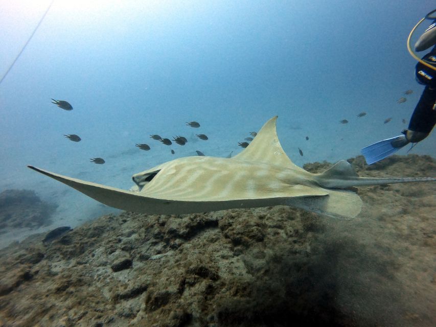 PADI Open Water Diving Course Tenerife - How the small group changes the experience