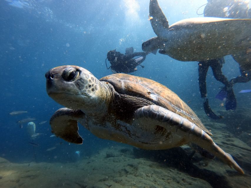 PADI Open Water Diving Course Tenerife - Pickup, languages, and what to pack