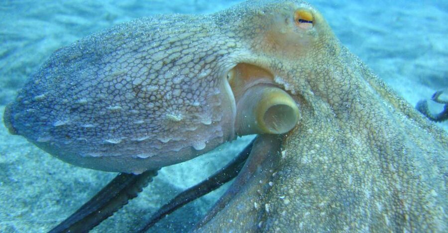 PADI Open Water Diving Course Tenerife - Booking flexibility and the five-day schedule