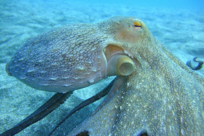 PADI Scuba Dive Course in Costa Adeje - Two Underwater Sessions Instead of Four