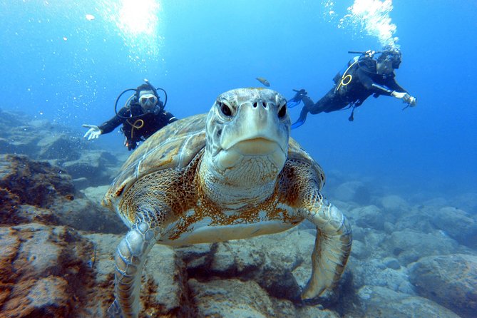 PADI Scuba Dive Course in Costa Adeje - Is the $300.67 Price Good Value?