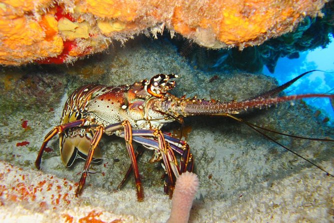 PADI Scuba Dive Course in Costa Adeje - Who Should Choose This Course?