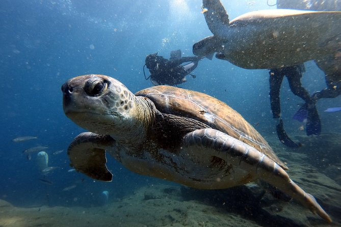 PADI Scuba Dive Course in Costa Adeje - Weather and Cancellation Rules