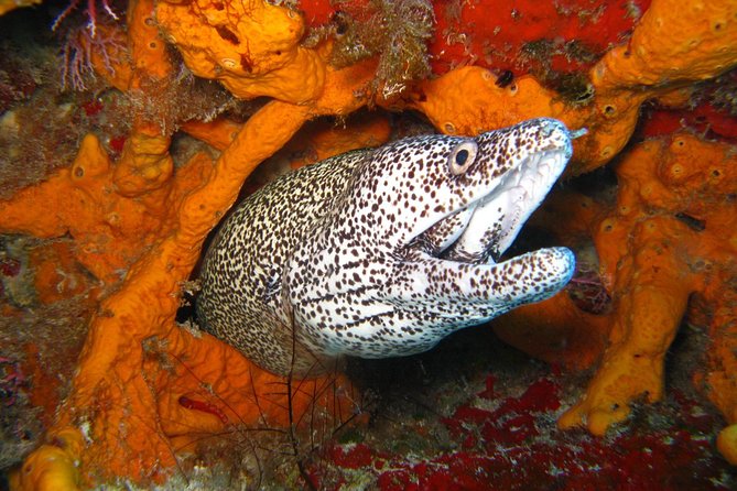 PADI Scuba Dive Course in Costa Adeje - The Small Group Makes a Difference