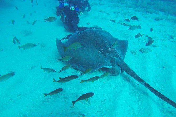 PADI Scuba Diving Courses in Tenerife: All Specialities Until Divemaster - What the Three-Day Course Rhythm Means