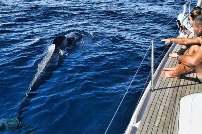 Premium Yacht Private Charter - Looking for whales and dolphins off Tenerife