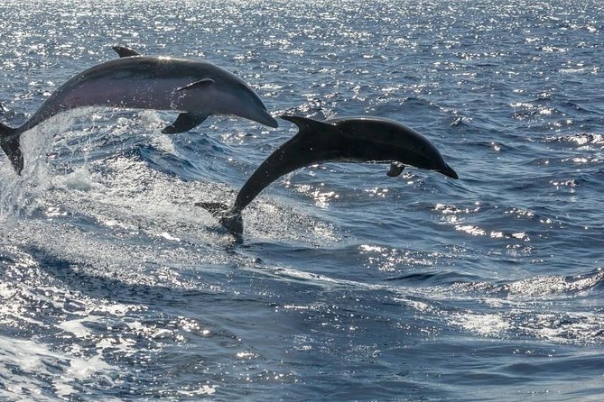 Premium Yacht Private Charter - The swim and snorkel stop