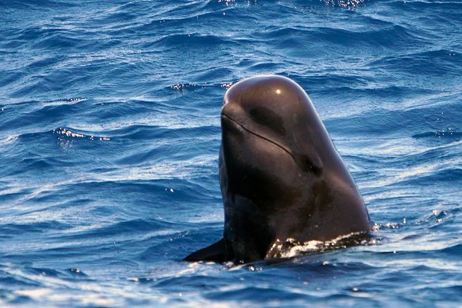 Private 2 hour Whale Watching Tour - Why this private Tenerife boat trip feels different