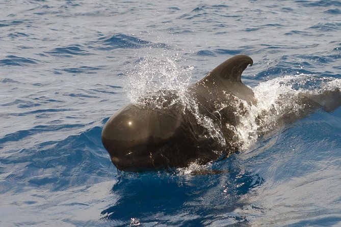 Private 2 hour Whale Watching Tour - A small 8-meter boat with a close-to-the-water view