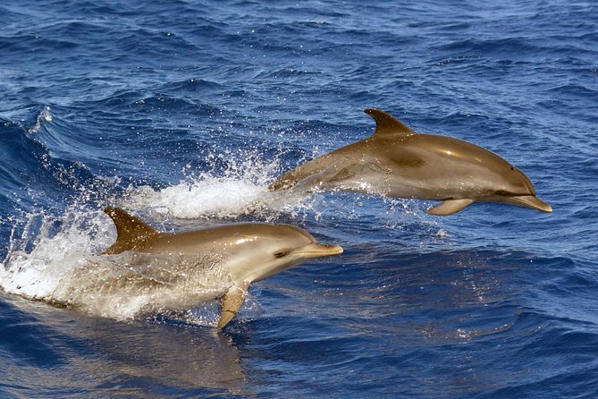 Private 2 hour Whale Watching Tour - Finding whales and dolphins off Costa Adeje