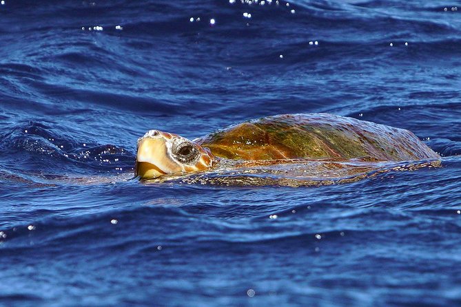 Private 2 hour Whale Watching Tour - Responsible viewing, with space for the animals