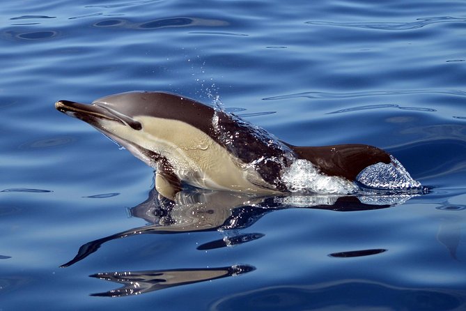 Private 2 hour Whale Watching Tour - What is included, and what you should bring