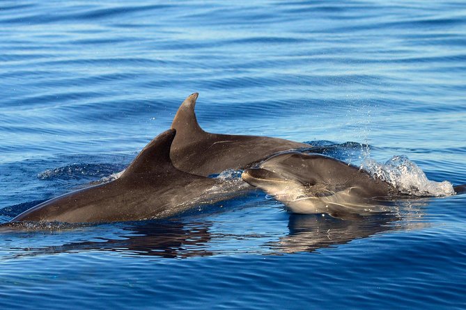 Private 2 hour Whale Watching Tour - Starting at Puerto Colón Marina