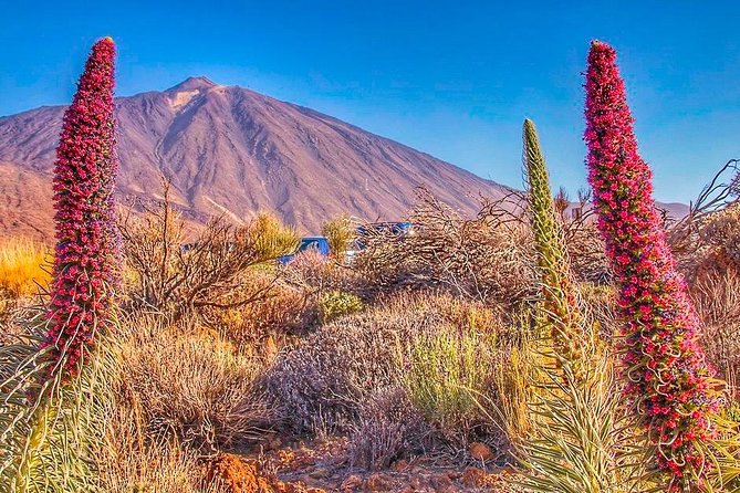 Private 8 hours Tour to El Teide from Tenerife Hotel with driver/guide - Why a private vehicle changes the Teide day