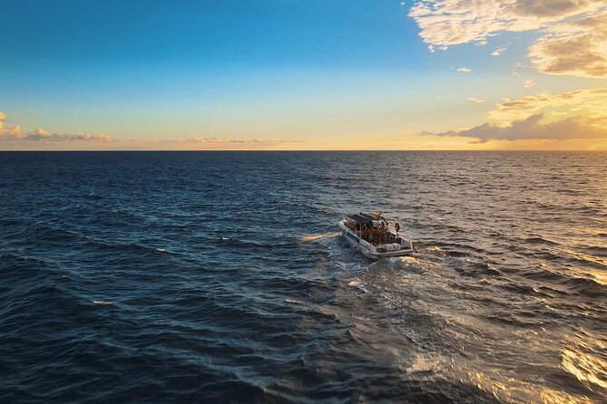 private charter 3 Hours Whale Encounter puerto colon adeje - Watching pilot whales and dolphins offshore
