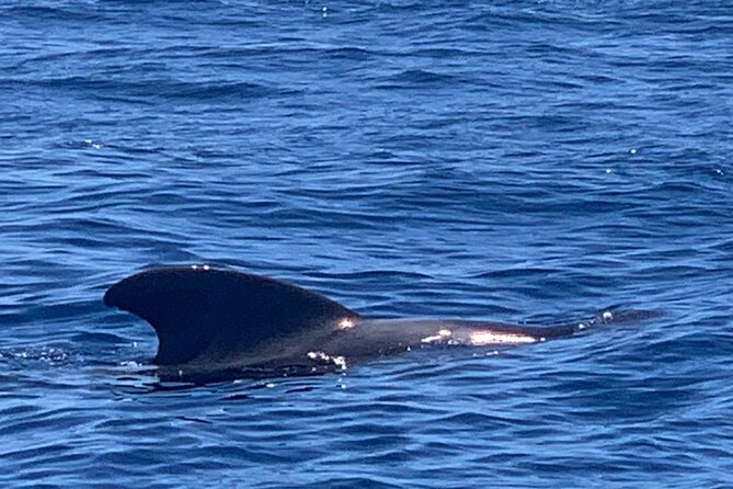 private charter 3 Hours Whale Encounter puerto colon adeje - A private three-hour format that works well
