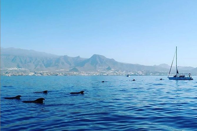 Private Charter in Tenerife south max 7 people - Key Points to Know Before You Book