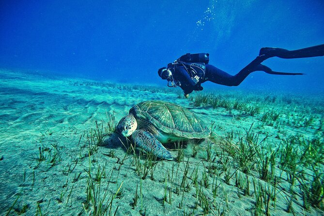 Private Scuba Diving in Tenerife – Certified Instructor & Photos - Key points to know before booking