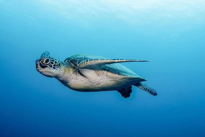 Private Scuba Diving in Tenerife – Certified Instructor & Photos - Is $114.89 a fair price?