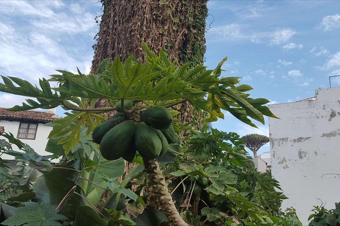 Private Shore Excursion in Tenerife from your Cruise Ship - El Drago Milenario and a living landmark