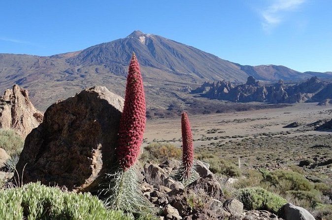 Private VIP Tour Tenerife Magic Circle - A local lunch in San Bernardo