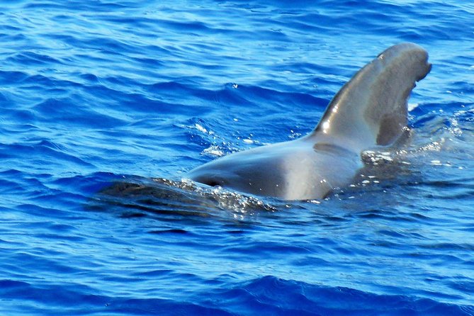 Private Yacht Excursion from Puerto Colon 3 hours - Setting out from Puerto Colón