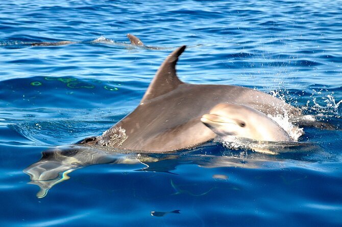 Private Yacht Excursion from Puerto Colon 3 hours - Swimming and snorkeling near a quiet cove