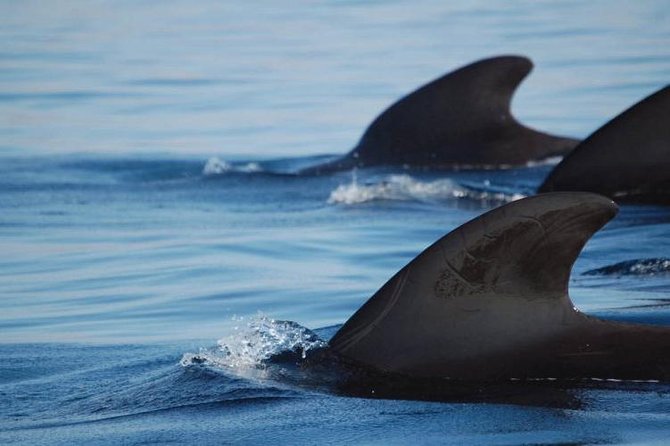 Private Yacht Tour With Whale and Dolphin Watching 33 Foot Boat - Who will enjoy this yacht outing most
