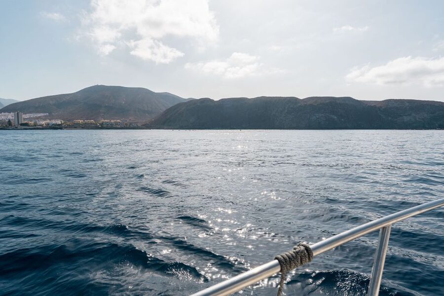 Puerto Colón: Coastal Boat Cruise with Swimming and Snacks - Wildlife watching between Los Cristianos and Turtle Cove