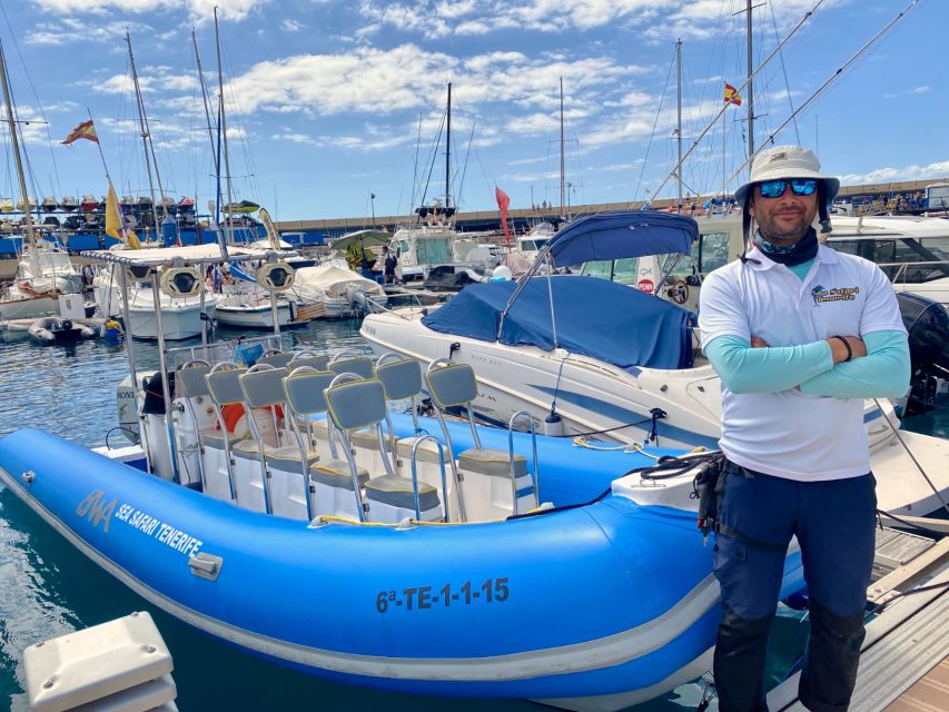 Puerto Colon: Dolphin and Whale Watching Speedboat Cruise - South Tenerife from the water