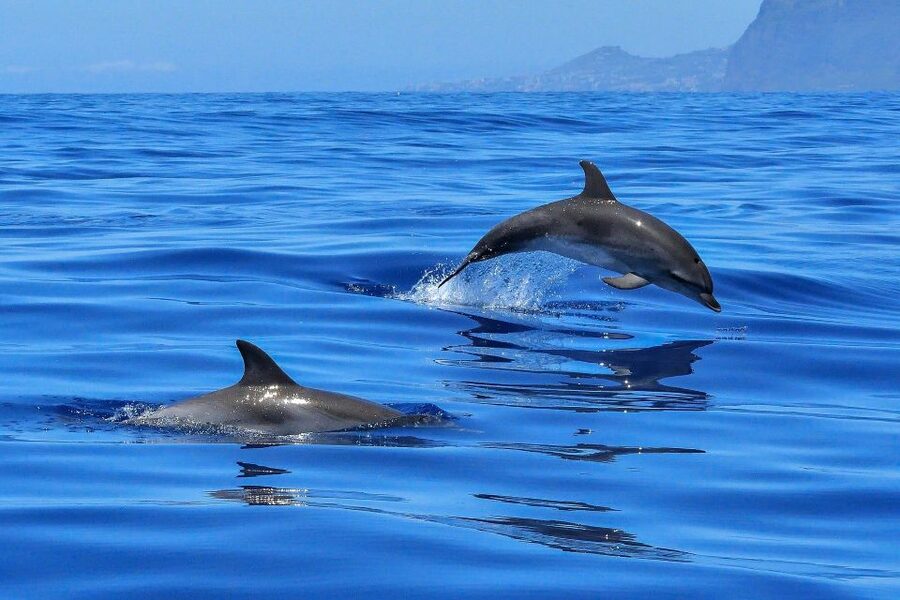 Puerto Colon: Dolphin and Whale Watching Speedboat Cruise - Group size, comfort, and the speedboat tradeoff
