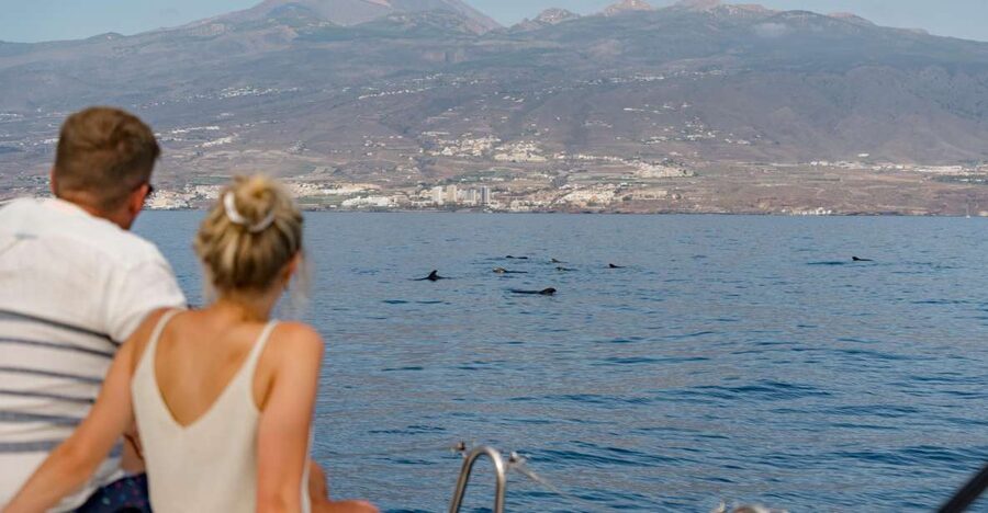 Puerto Colon: Whale and Dolphin Watching Yacht Trip - Searching for pilot whales off Costa Adeje