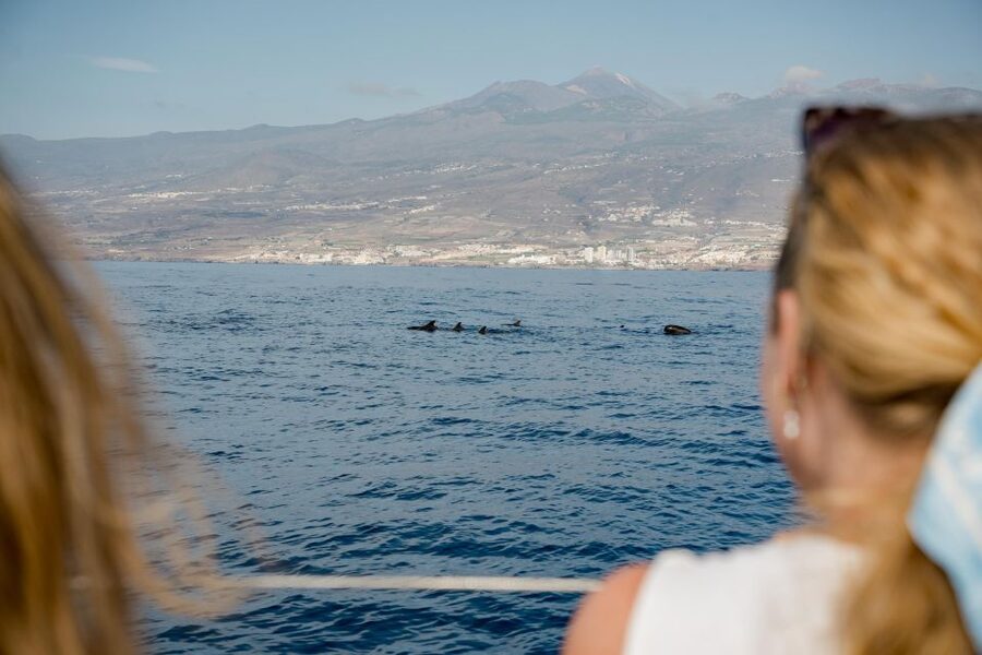 Puerto Colon: Whale and Dolphin Watching Yacht Trip - A three-hour route with room to breathe