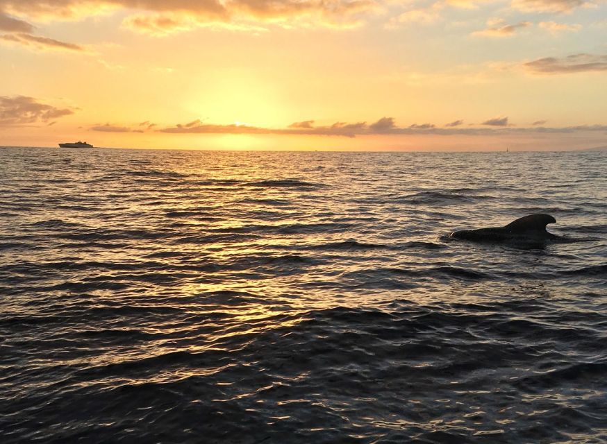 Puerto Colon: Whale-Watching Sailing Tour with Meal & a Swim - Should you book Mola Mola 2?