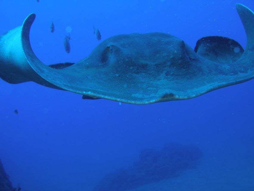 Puerto de la Cruz: Submarine Trip and Beach Stop in Tenerife - Watching fish at 30 meters