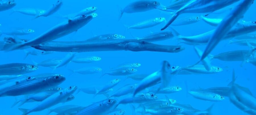 Puerto de la Cruz: Submarine Trip and Beach Stop in Tenerife - From the port to Playa de las Americas