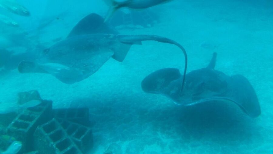 Puerto de la Cruz: Submarine Trip and Beach Stop in Tenerife - The long ride back north